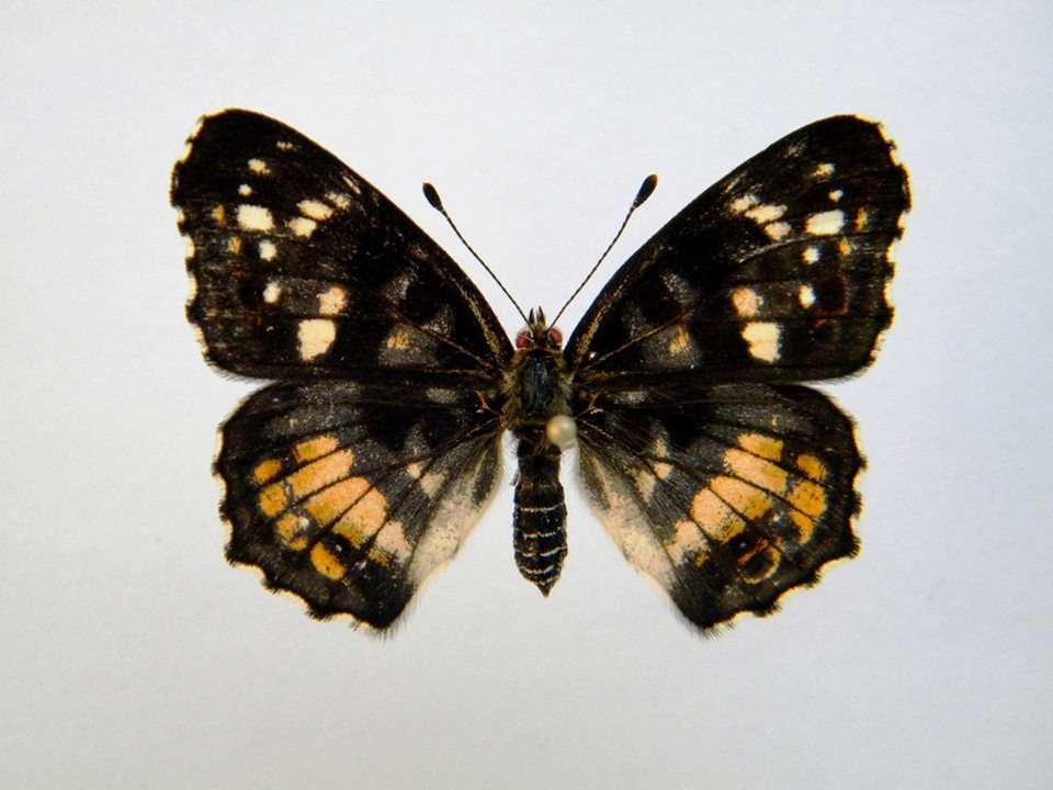 Araschnia levana (Cold Shock Aberant) 6 (Internet Image property of respective owner, non-commercial use only)